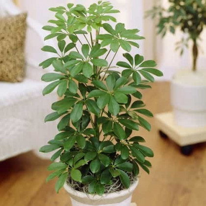 Schefflera care